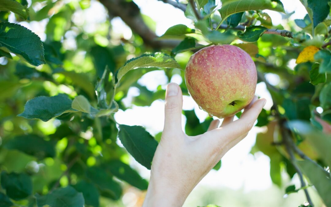 Pick-Your-Own Apple Orchards near Toronto and GTA